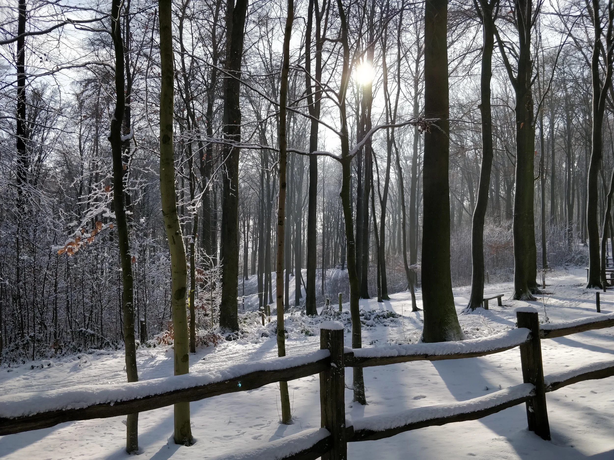 winter sunshine.