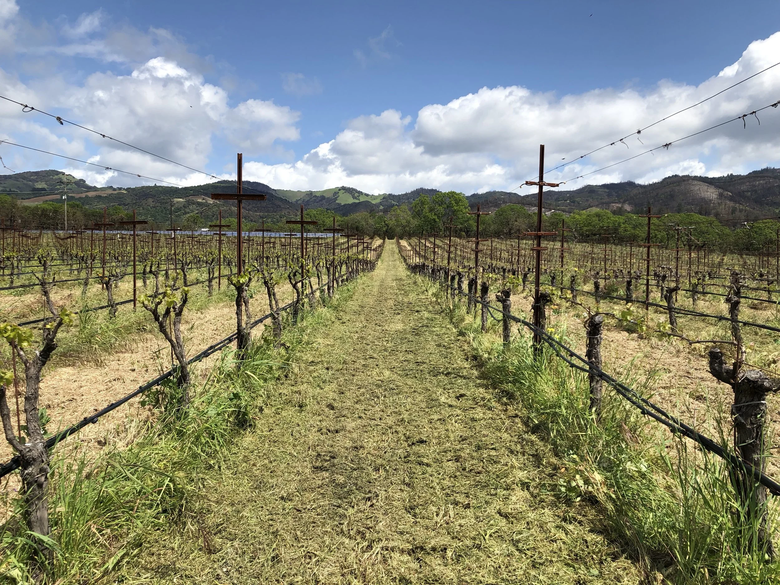 Vineyard Row.jpg