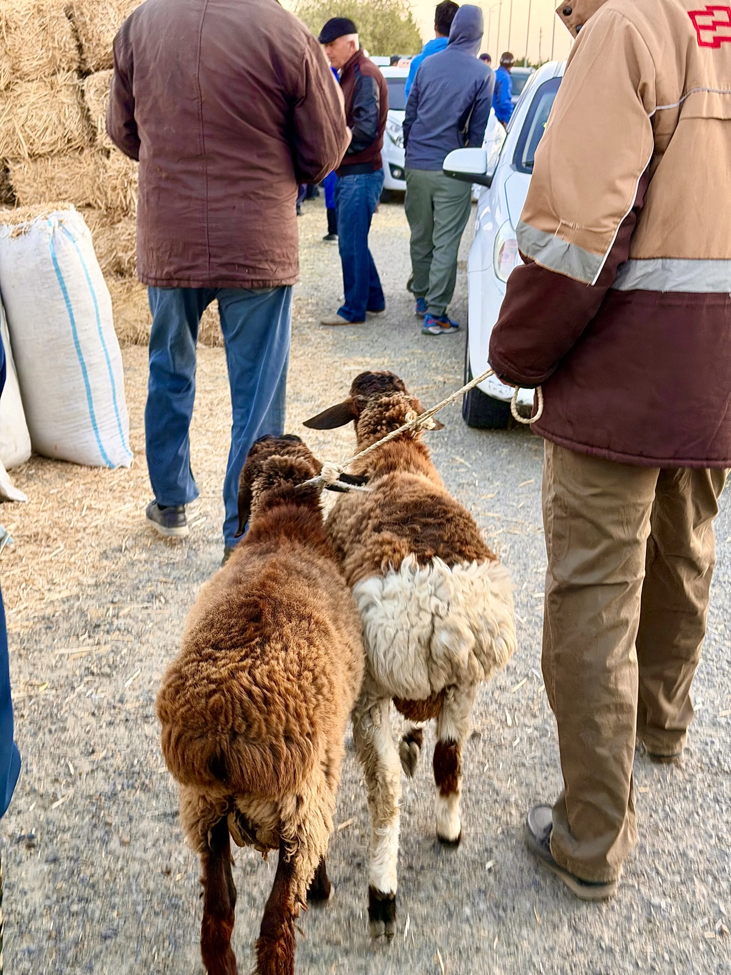 Goat Market