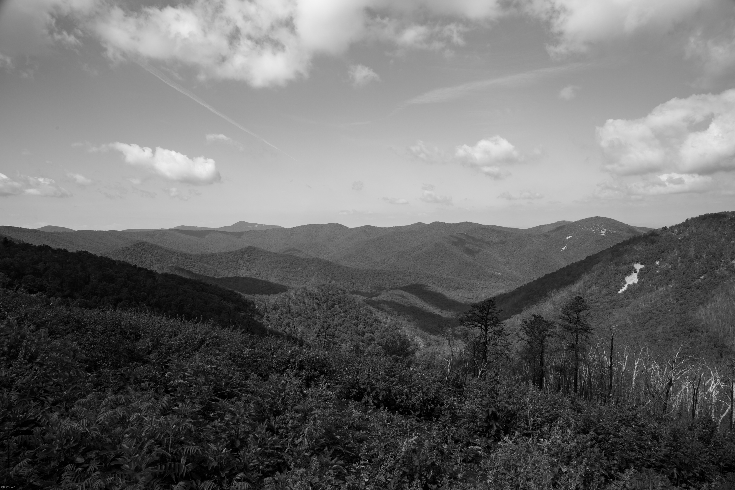 8A6A0265.jpg