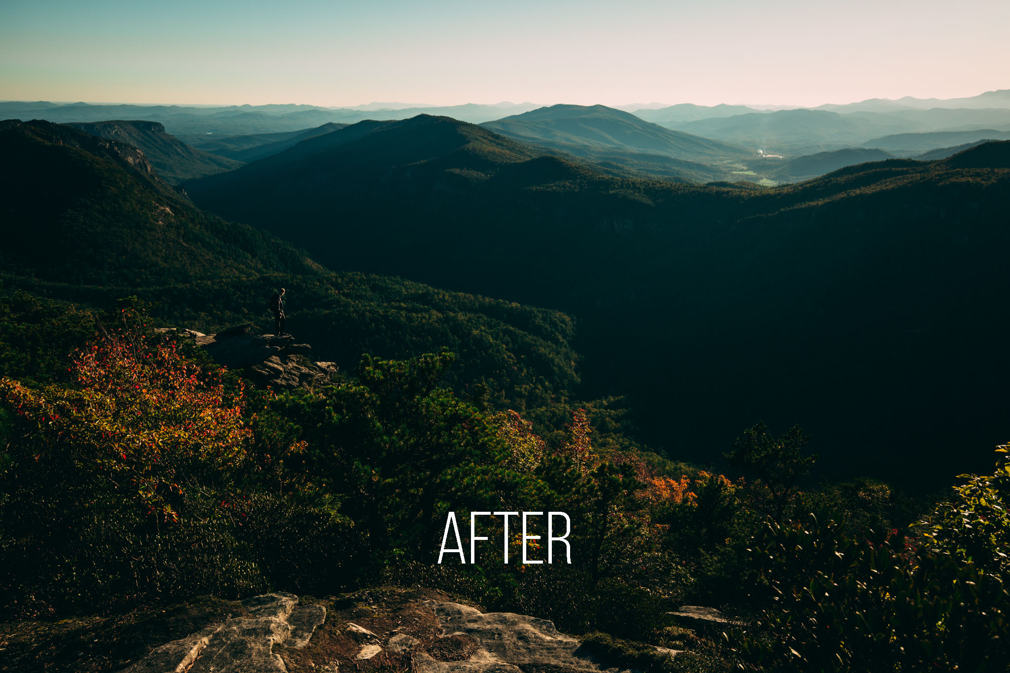 Colors of the Forest After copy.jpg
