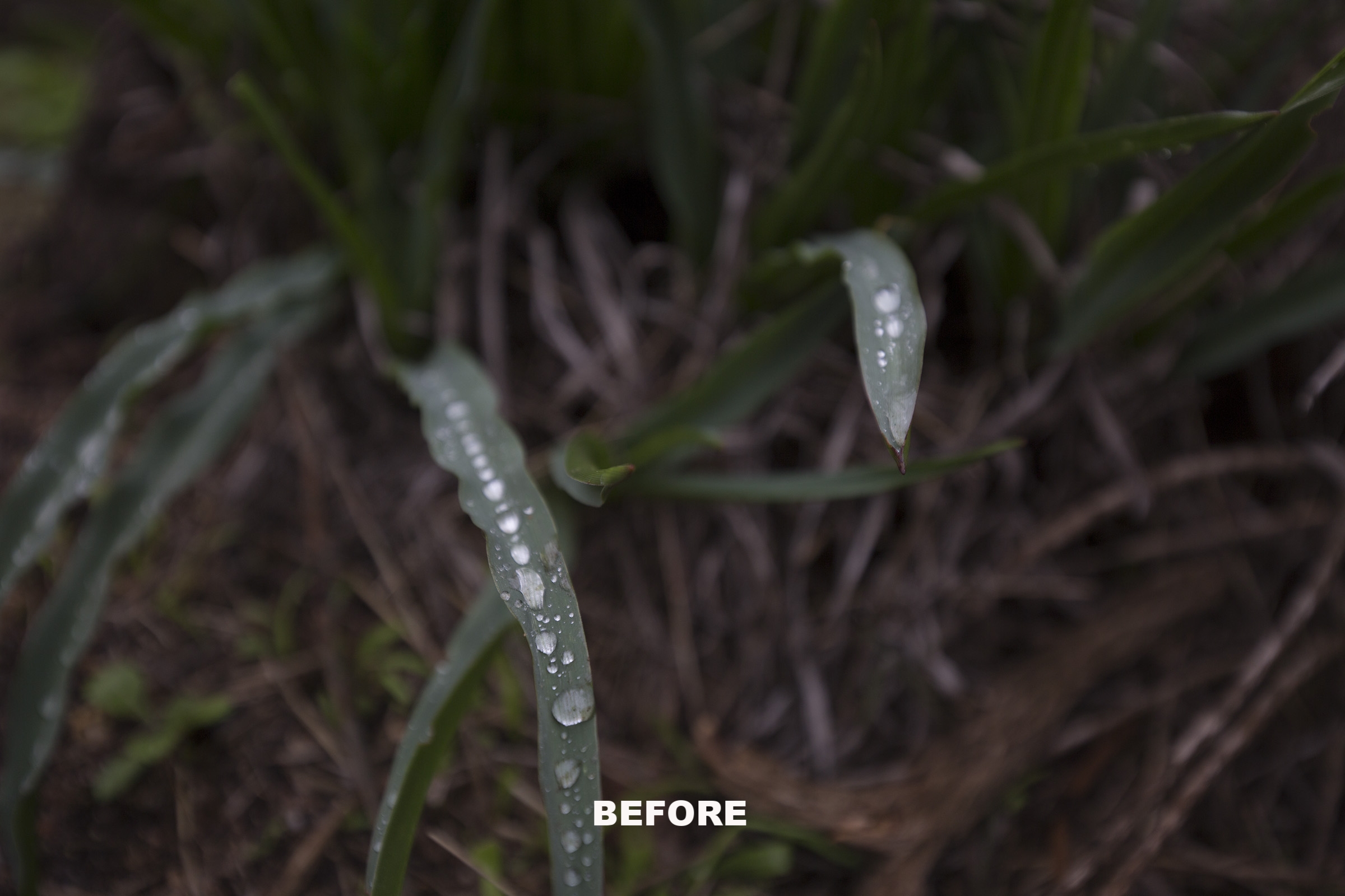 Lush Irish Green Before.jpg