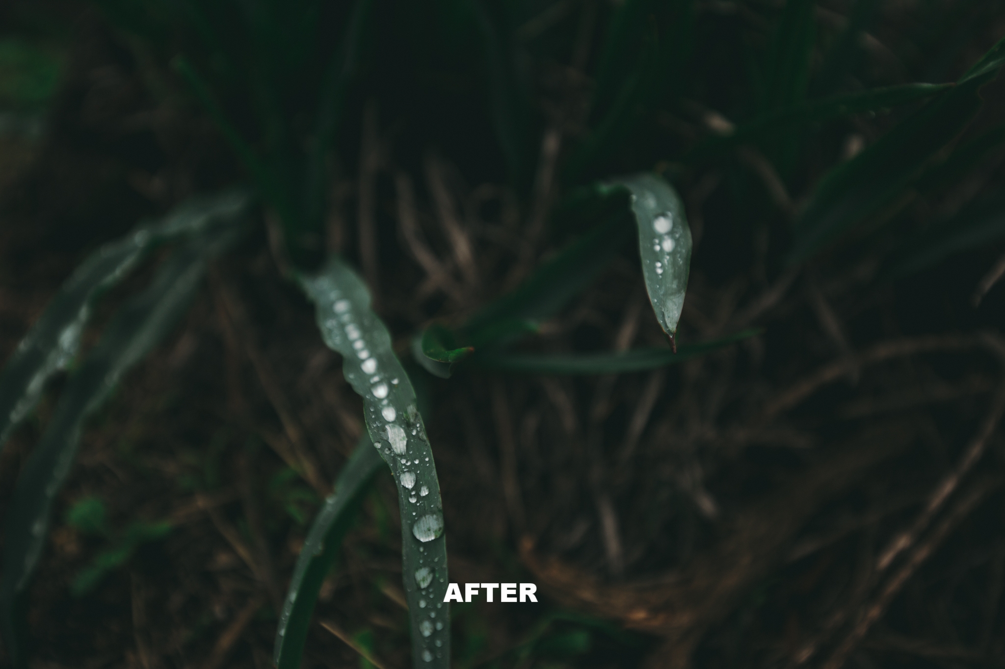 Lush Irish Green After.jpg