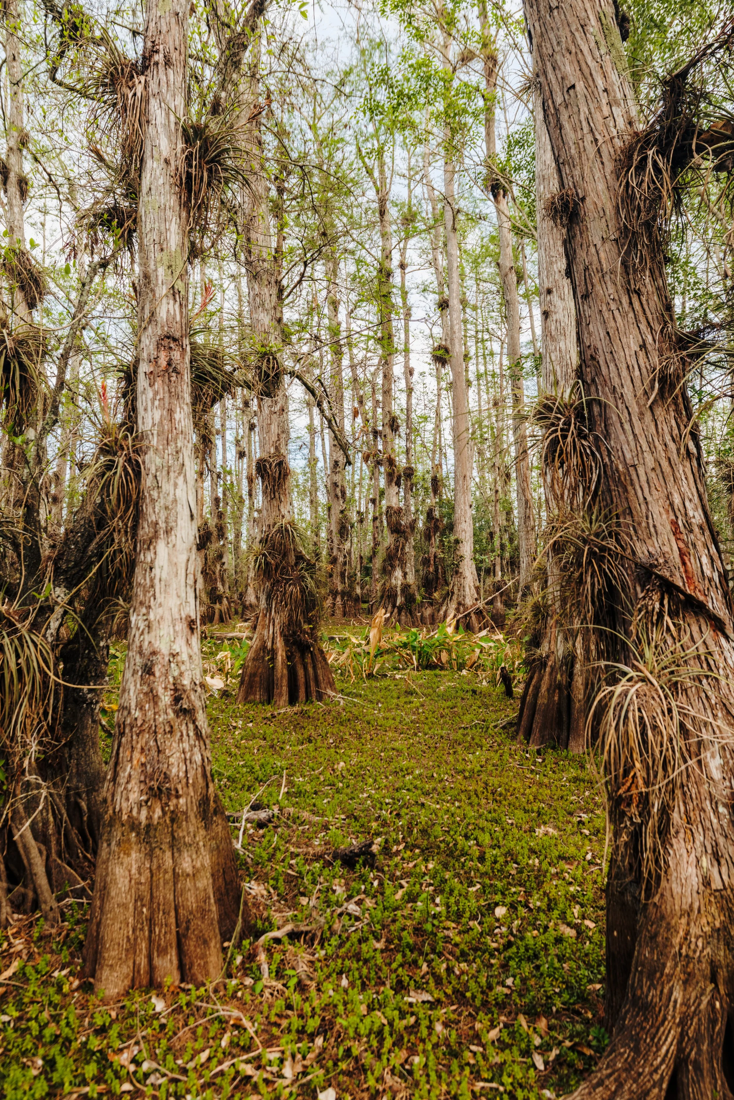 Big Cypress--3 2.JPEG