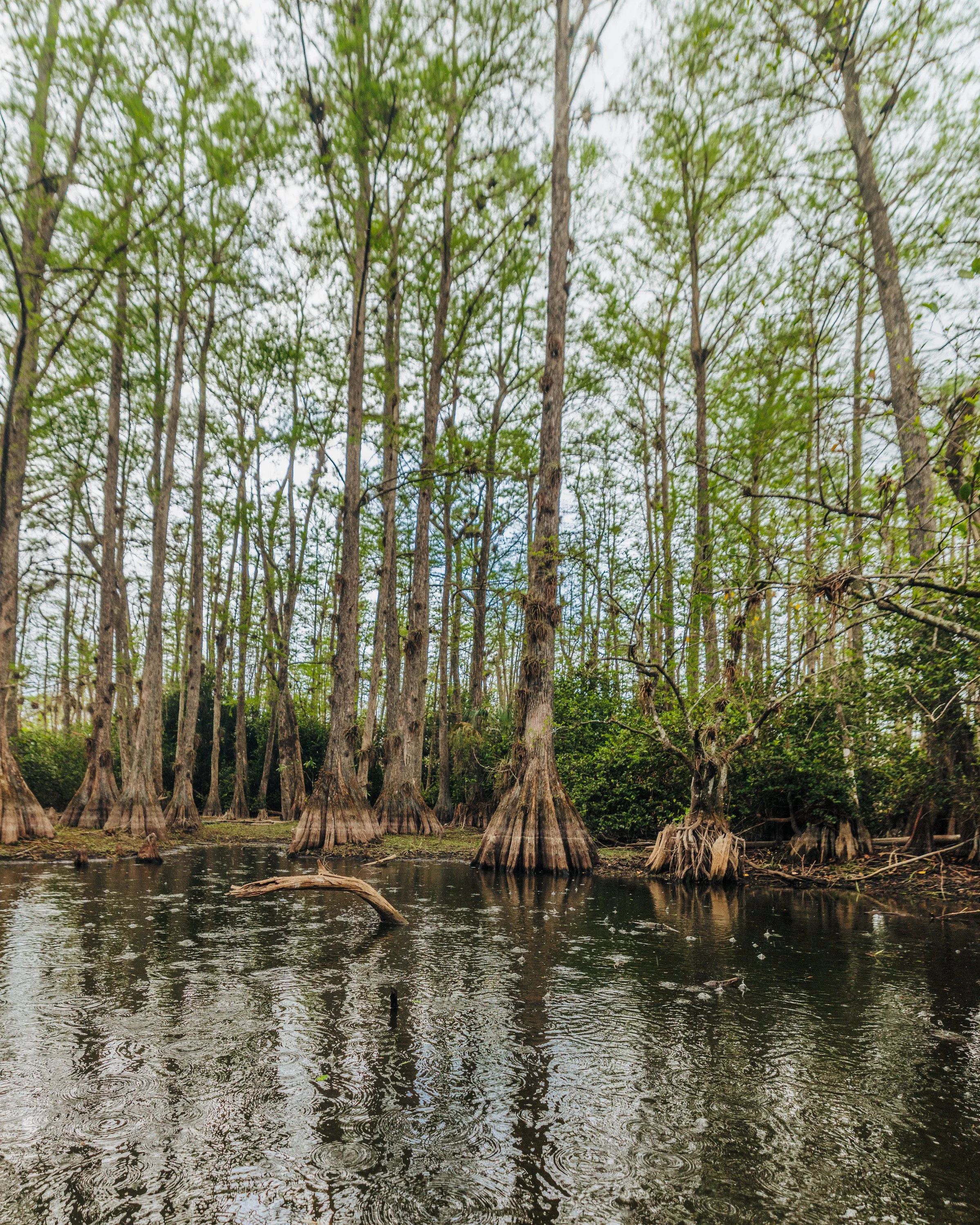 Big Cypress-0350.JPEG
