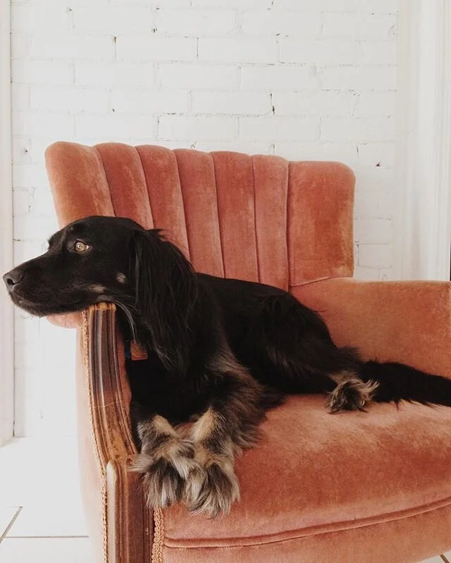 We lost our baby on Monday and it&rsquo;s been hard. Harder than I even imagined. She was a sick pup, but she was so strong and so happy until the very end. It&rsquo;s not goodbye, it&rsquo;s see you later. We&rsquo;ll see you on the other side Clove