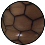 Close-up of a brown, textured soccer ball with a hexagonal pattern.