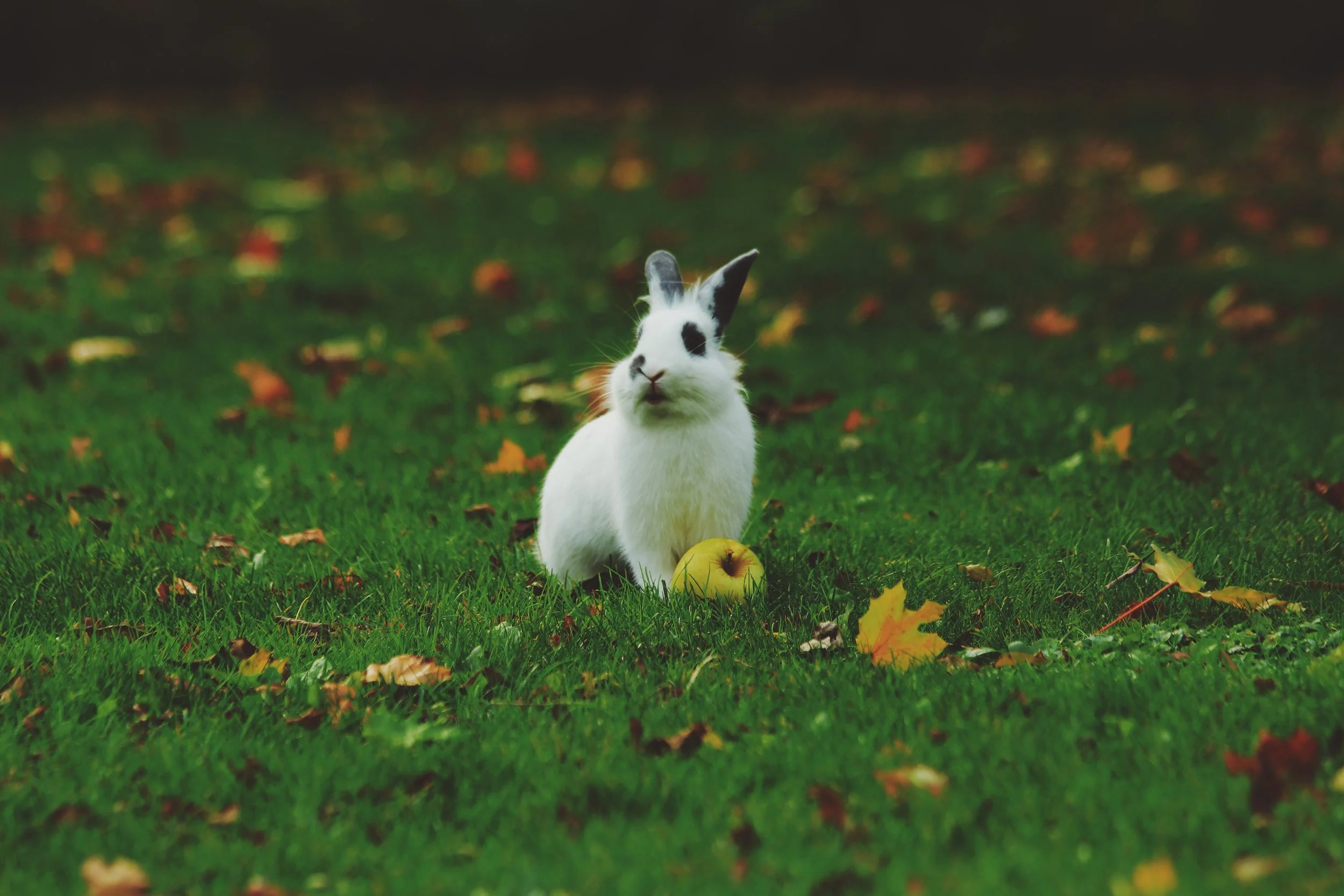 rabbit.jpg