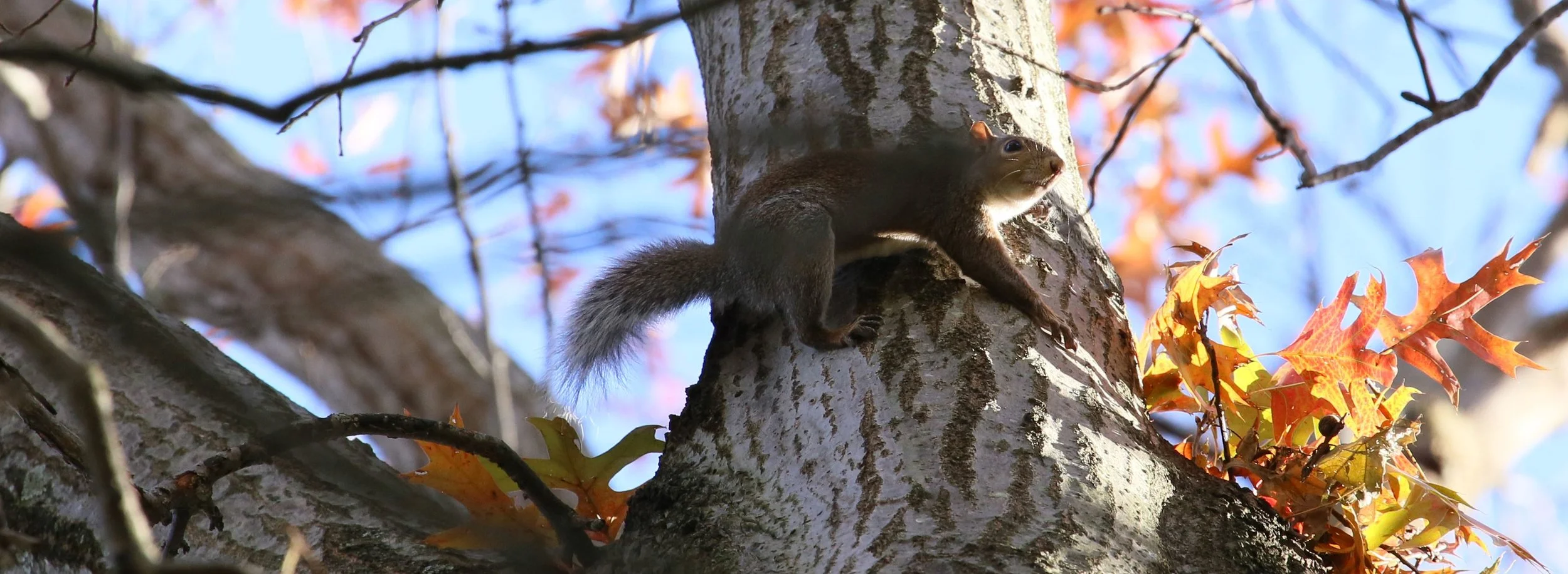 squirrel1.jpg