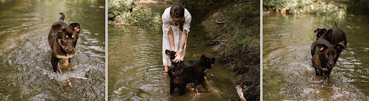 2_Pet_Photography_Photographer_dog_Indianapolis.jpg