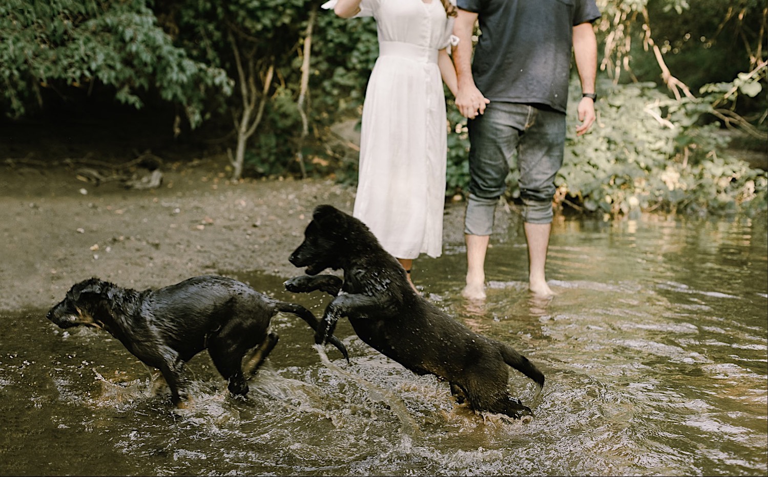 4_Pet_Photography_Photographer_dog_Indianapolis.jpg