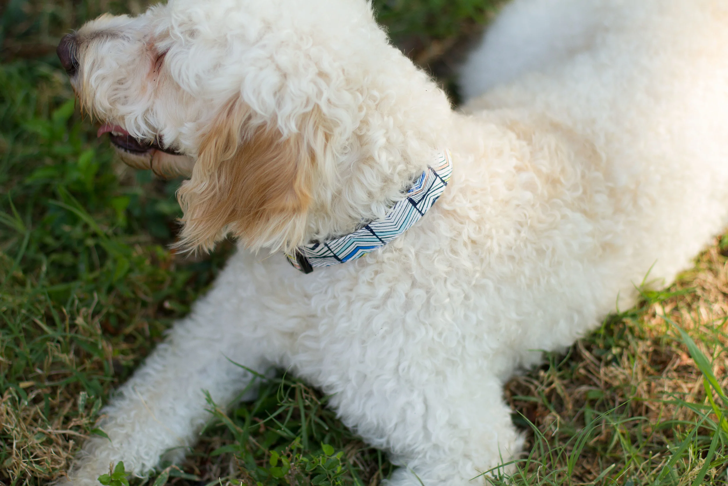 The Teton Collar