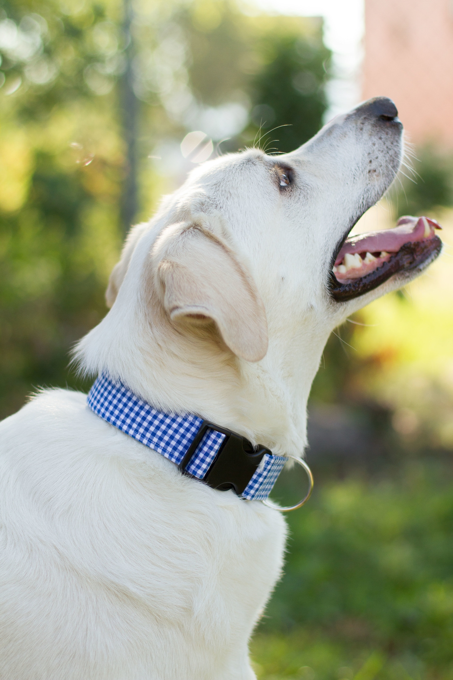 The Chance Collar