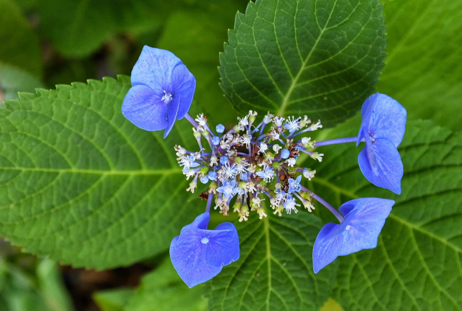 flower.jpeg