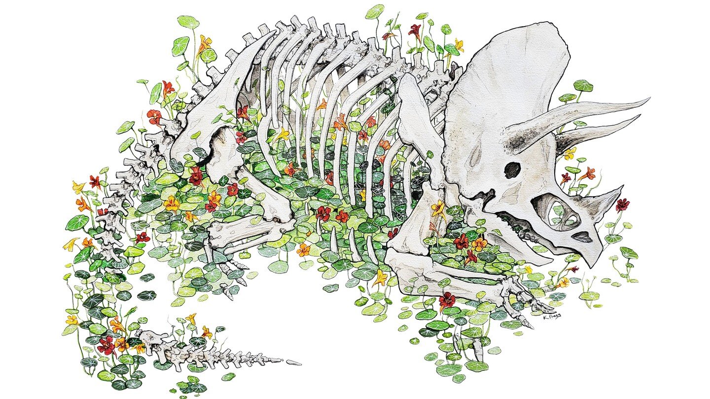 I finally finished this huge Triceratops piece. I found out how much I love drawing Nasturtium. This is the 3rd in the series I have been working on of Bones and botanical things. I will have stickers and prints available in my shop for New Years. 

