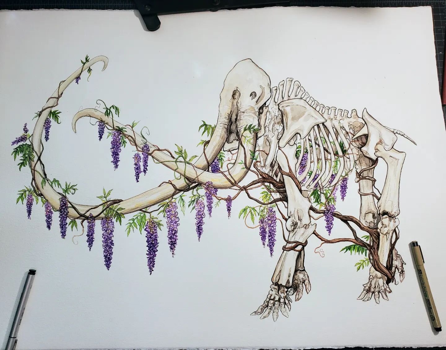 Working on another skeleton today! I have so many I want to work on that it's starting to stress me out 😬

#mastadon #woolymammoth #skeletonart #botanicalart #flowers #wysteria #prehistoric #prehistoricart #illustration #Inkart #watercolor #penandin