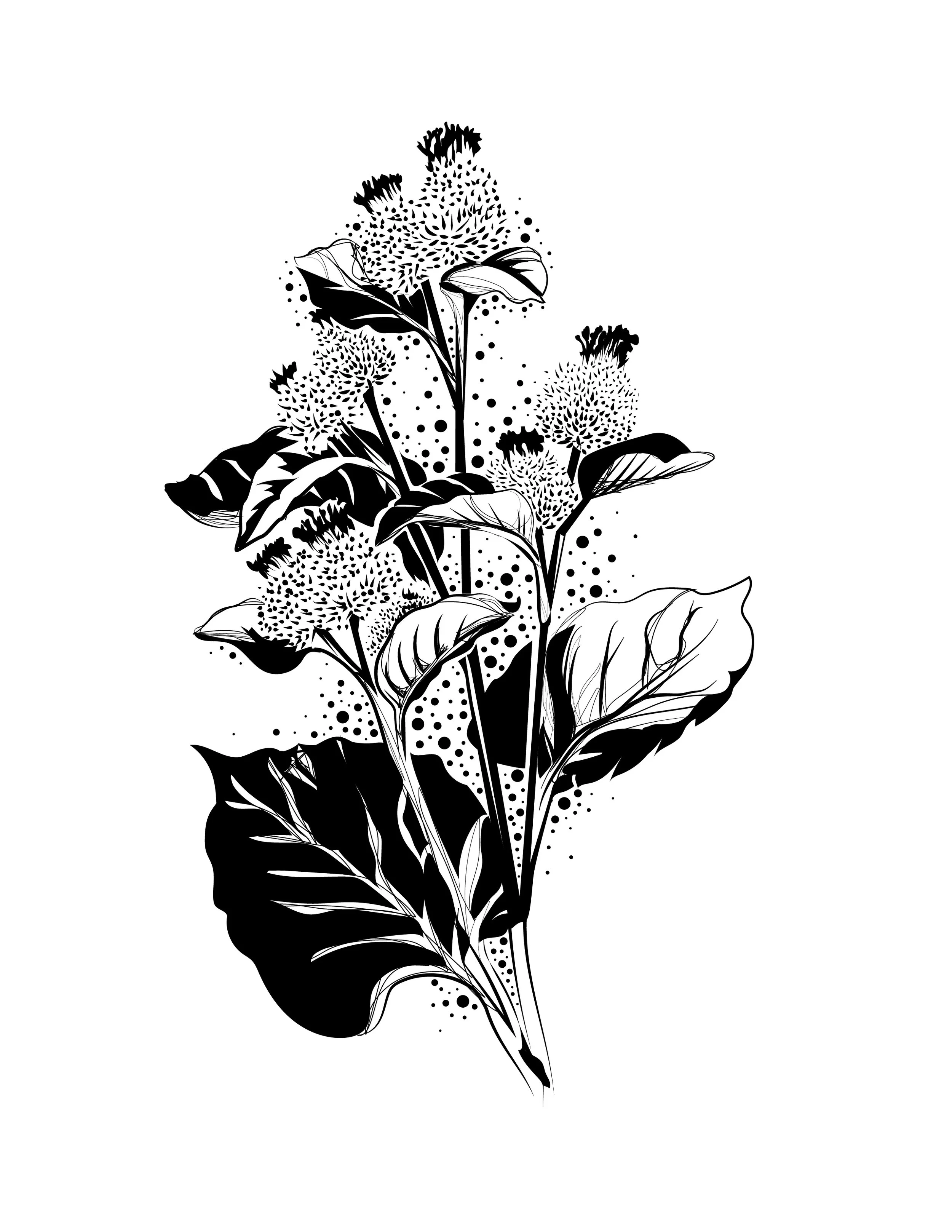 Burdock_V2.jpg