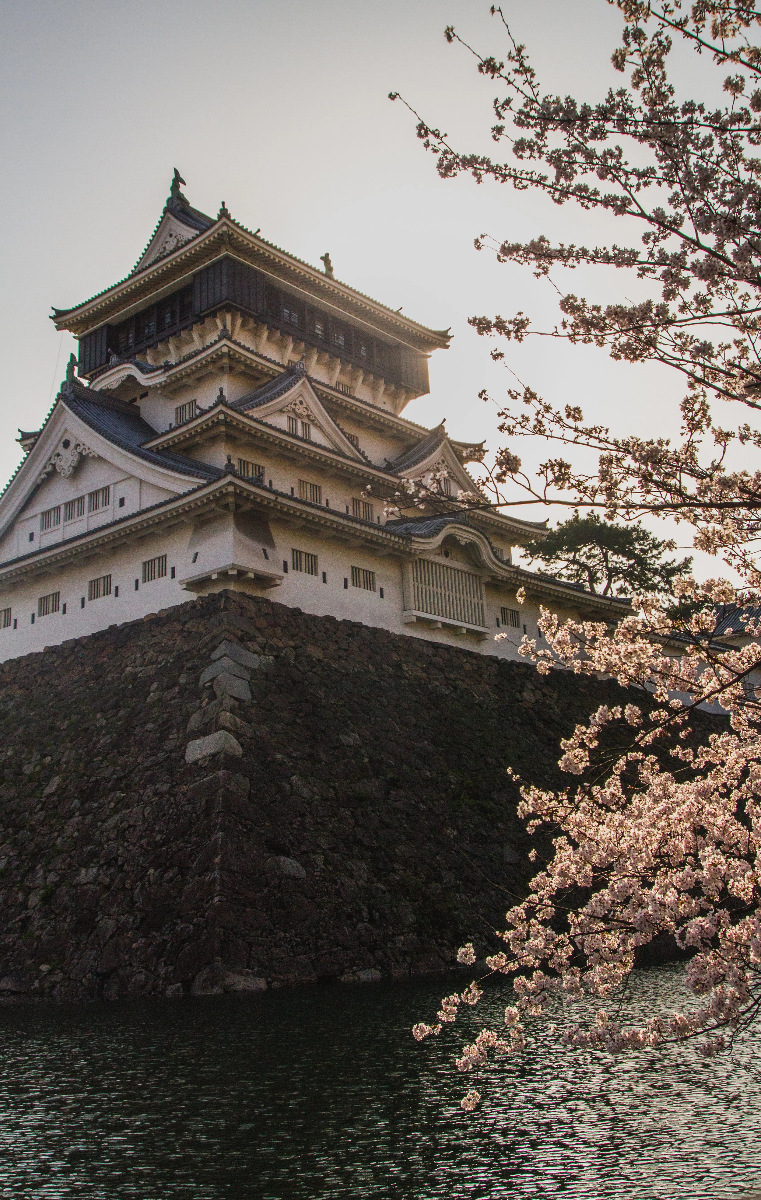 sakura season 