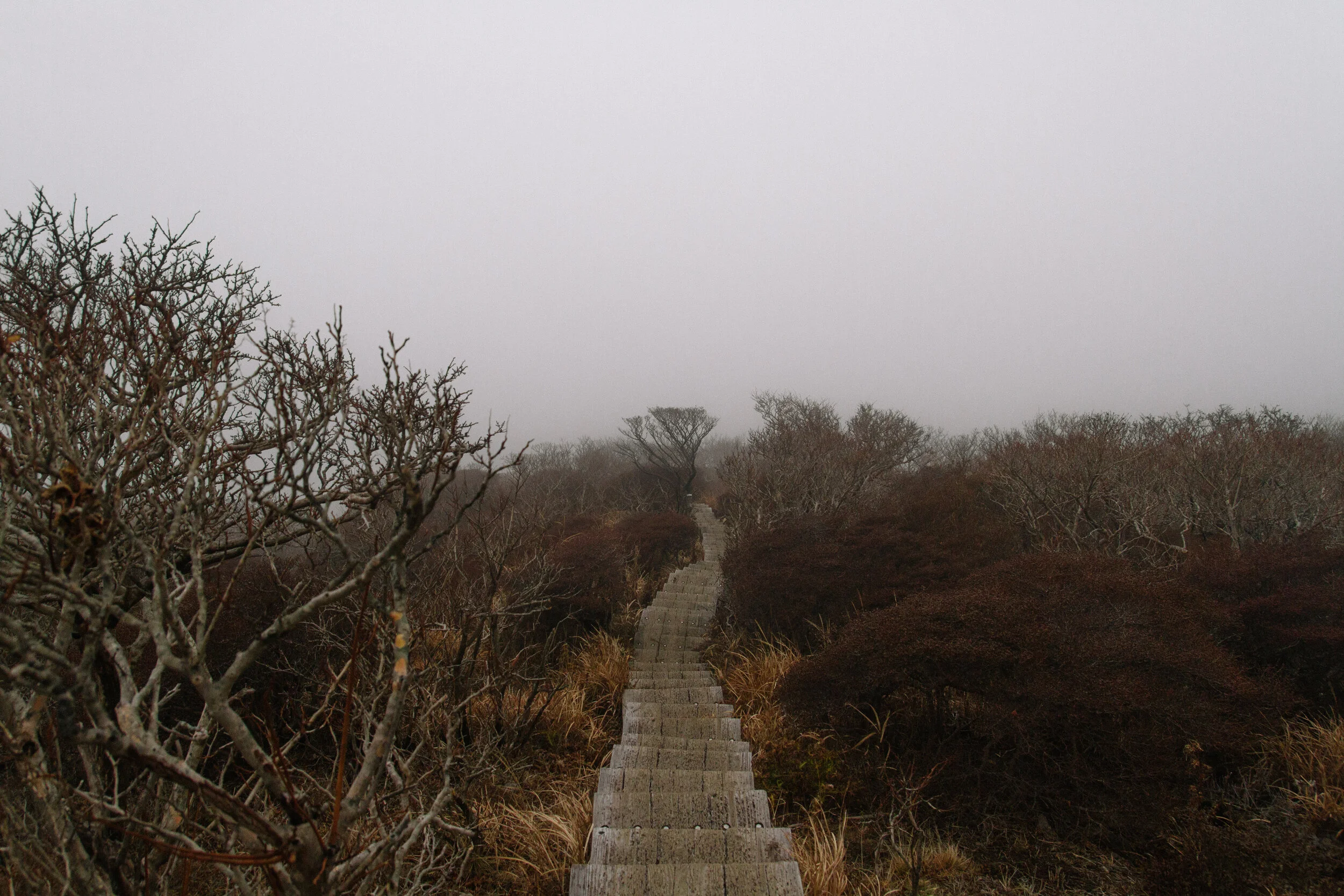 A Year of Quiet, aka Lessons in Isolation
