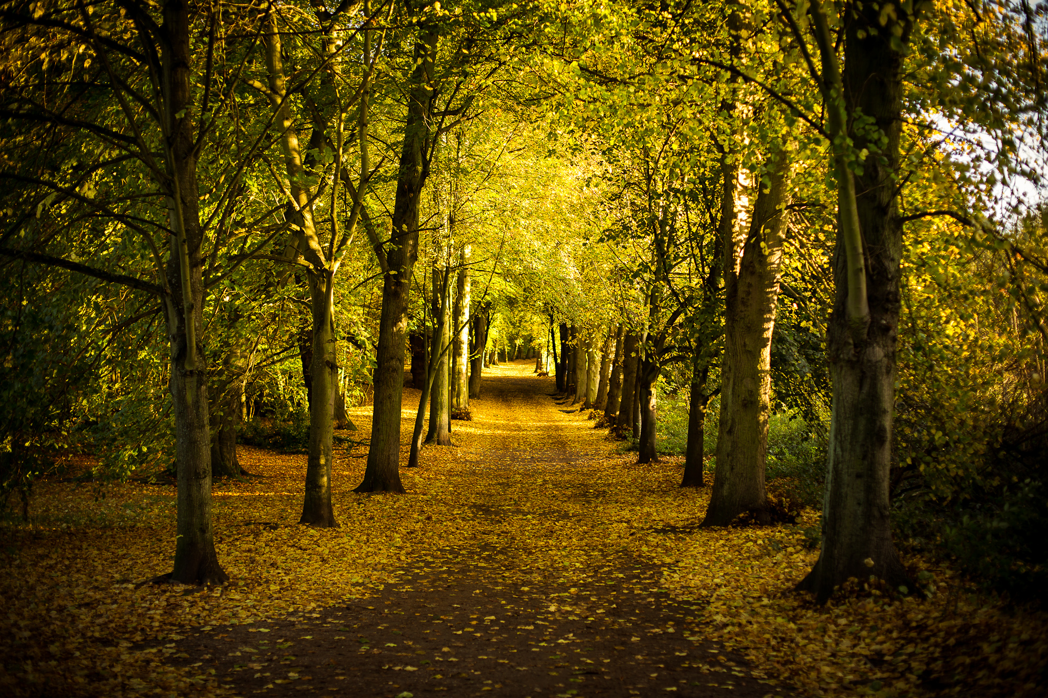 Hampstead Autumn 01.jpg