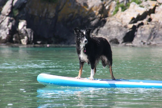 Cola enjoys her first SUP