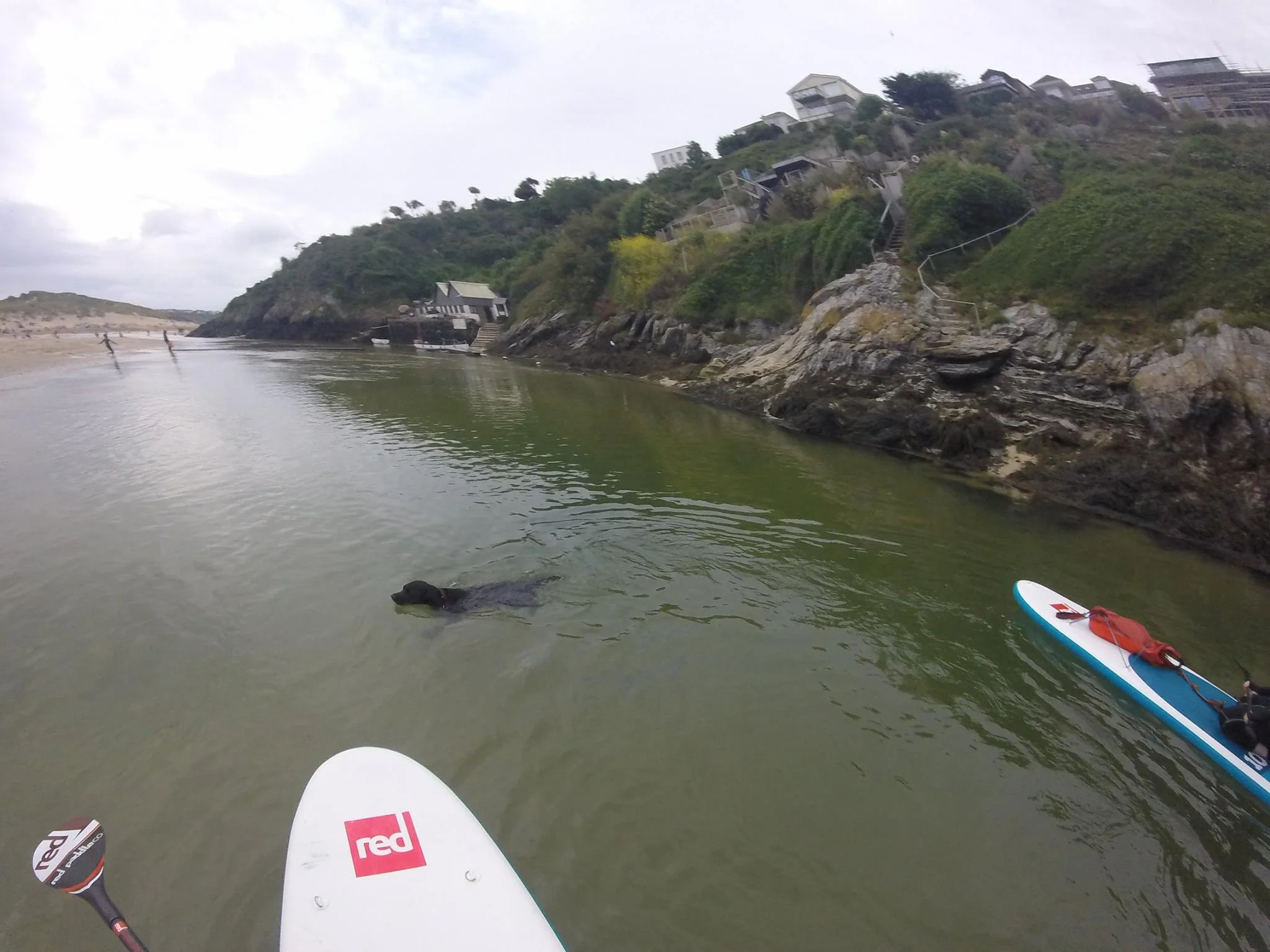 Labradors love water perhaps a little too much to be balancing on a SUP