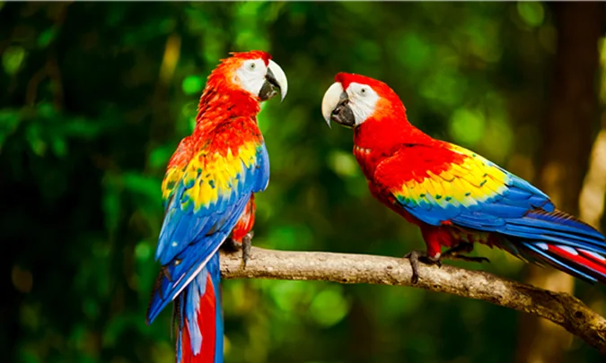 scarlet-macaw-pair.jpg