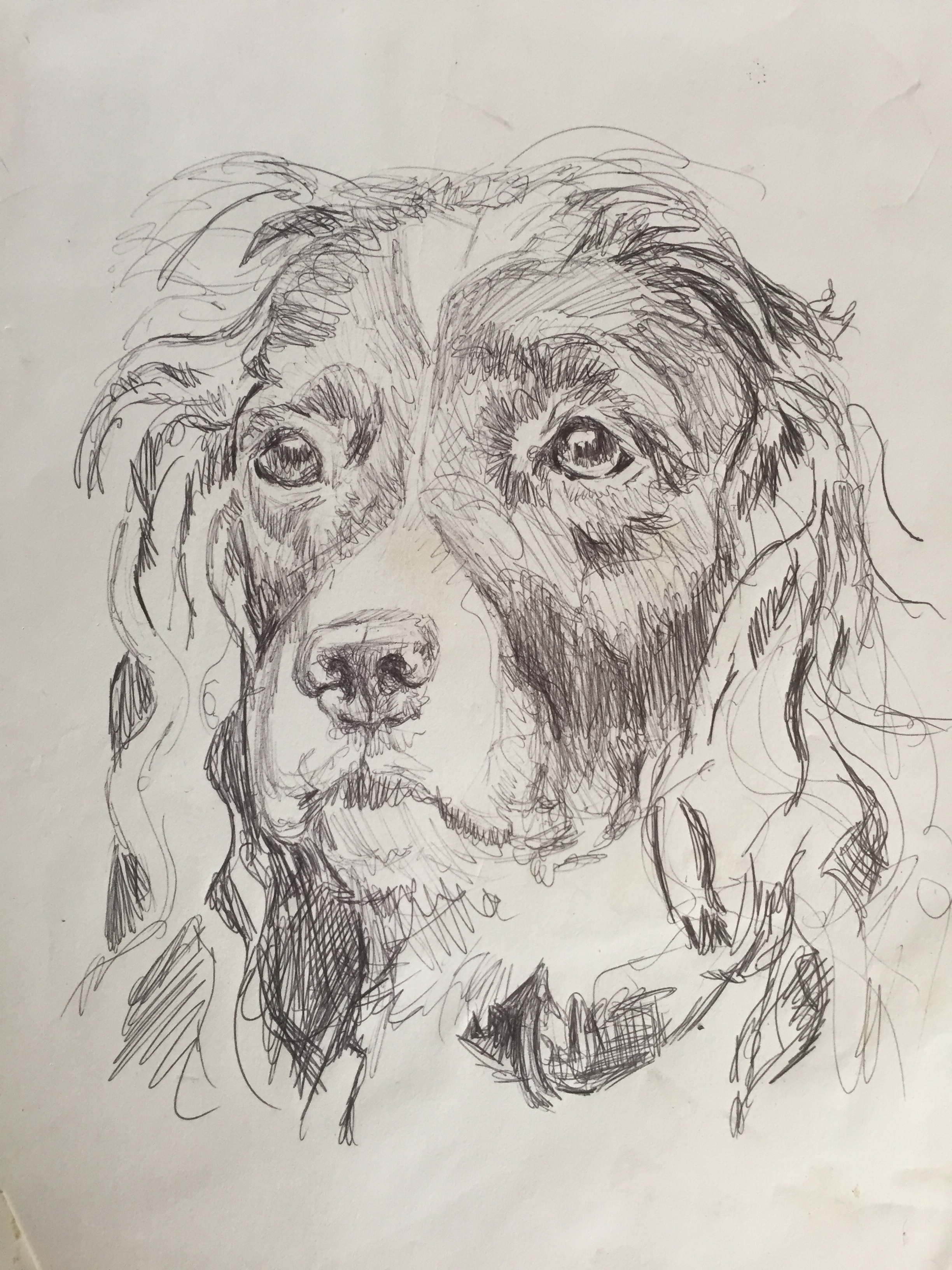 dog sketch.jpeg