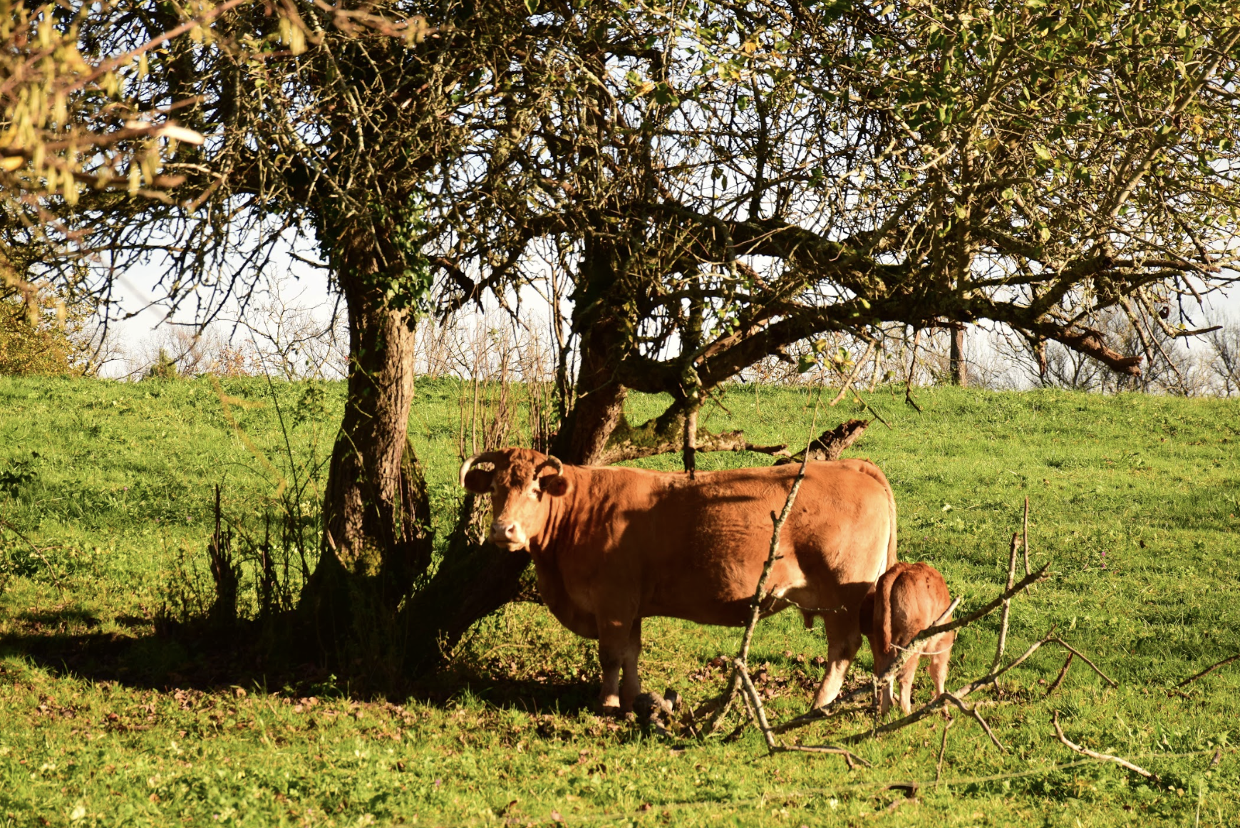 Screenshot 2025-12-10 at 10.59.40 AM.png