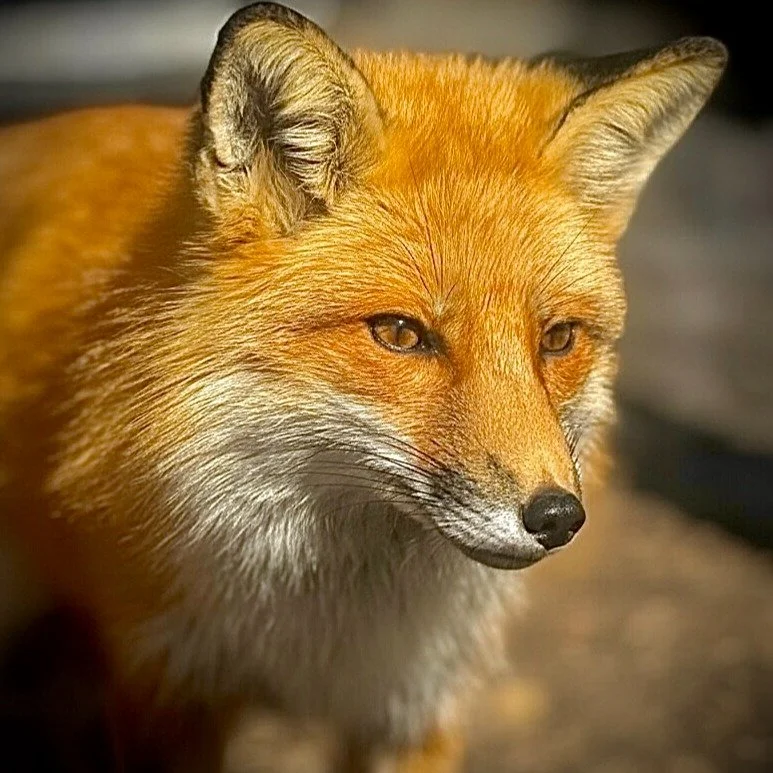 This morning, I had the remarkable opportunity to visit with Frannie Greenberg, the Executive Director of Millstone Wildlife Center in Windham, NH. 🦊🦔 The care, dedication, and love for every single animal in her charge is just amazing. I'm thrille