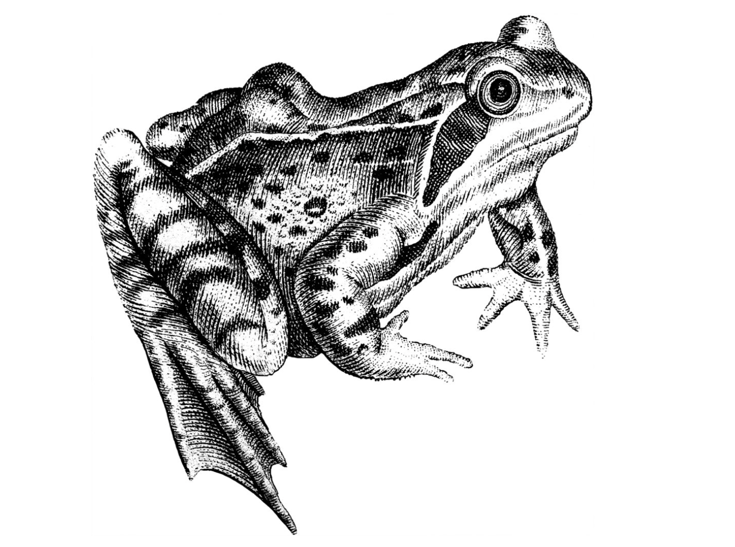 Big Night: Creating Ceramic Frogs & Salamanders