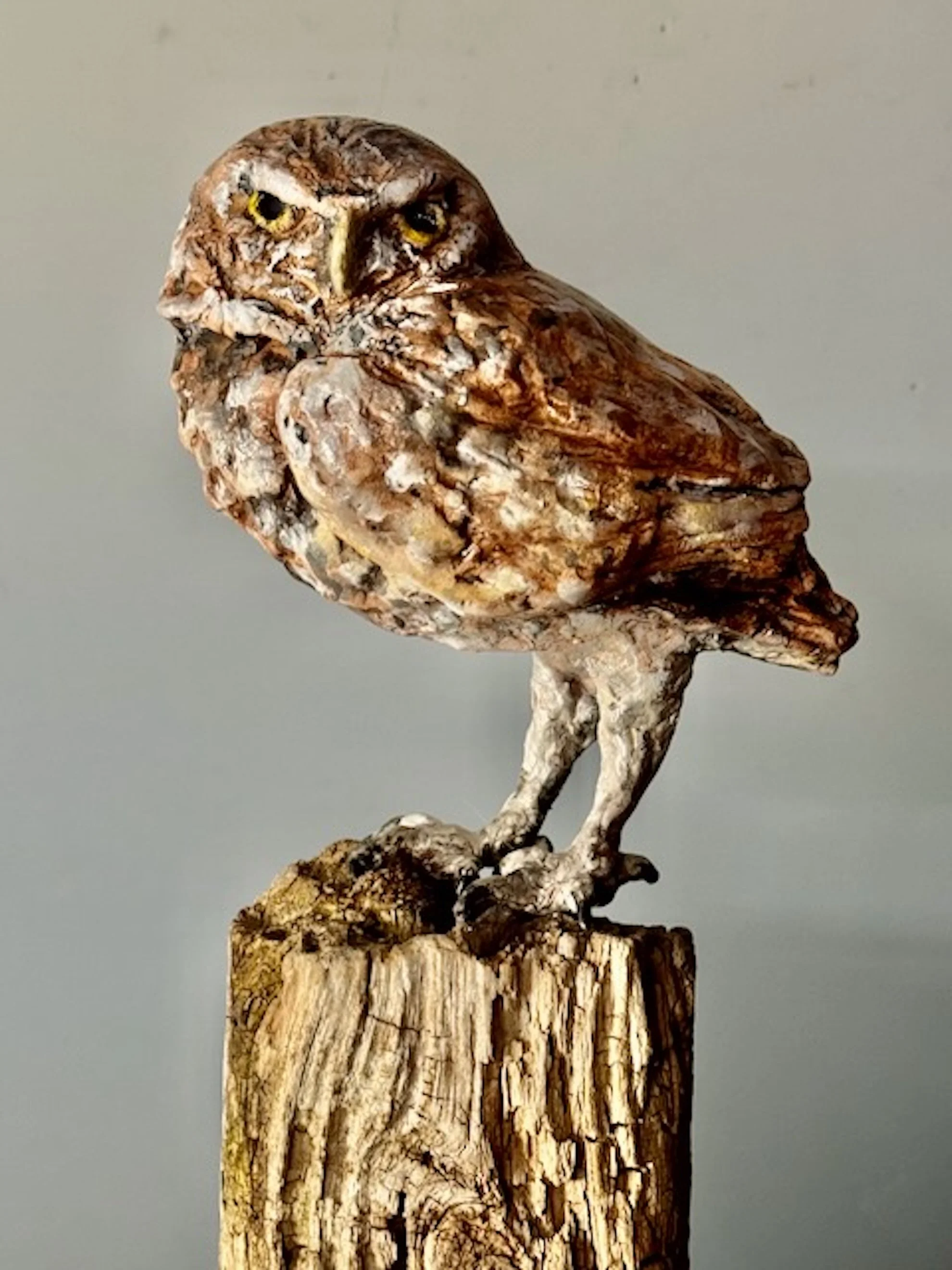 Burrowing Owl Detail.jpeg