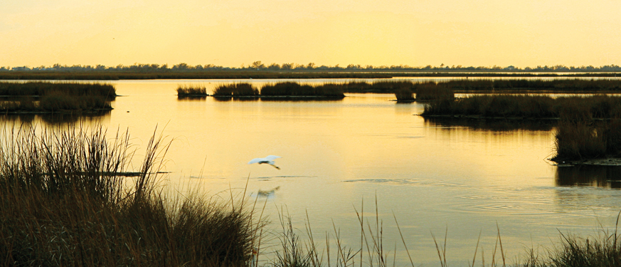 Coastal Restoration.jpg