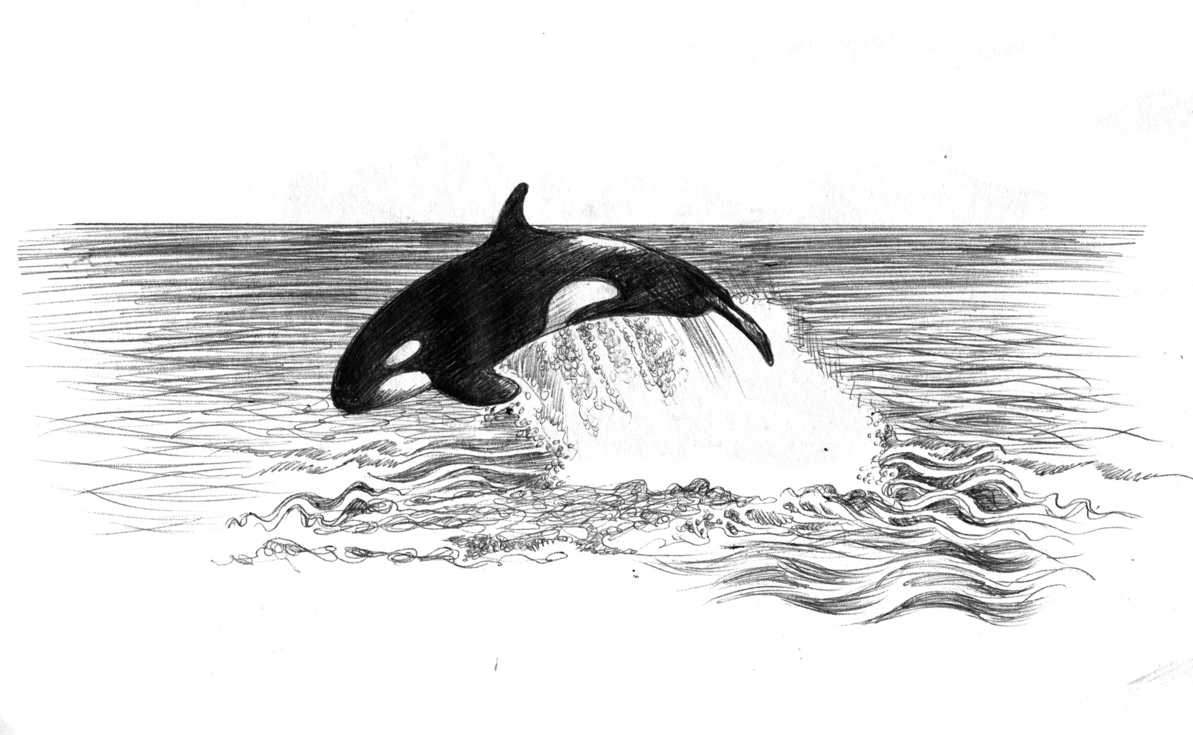 Orca