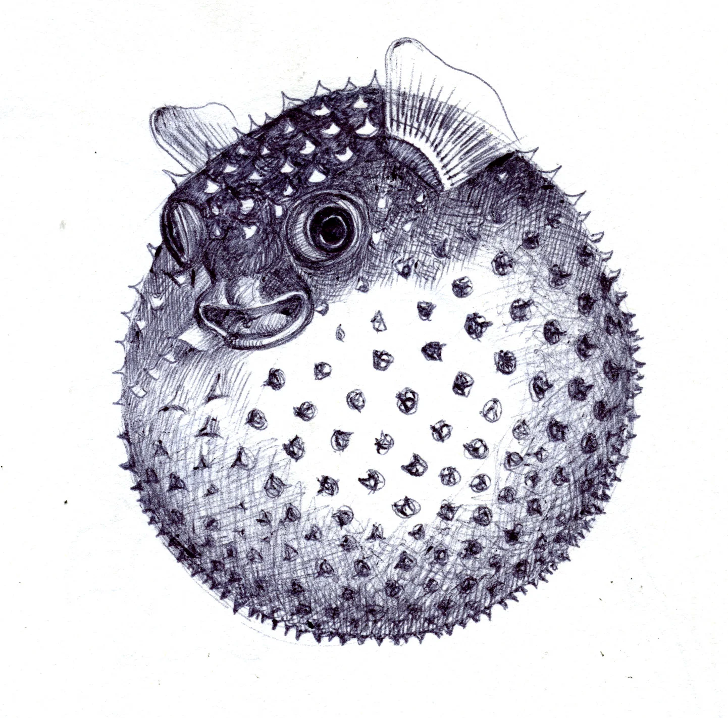 Puffer
