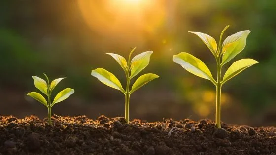different sized sprouting plants symbolize gradual growth.