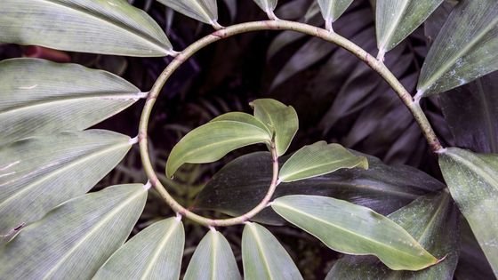 spiral leaves indicating growth and understanding patterns