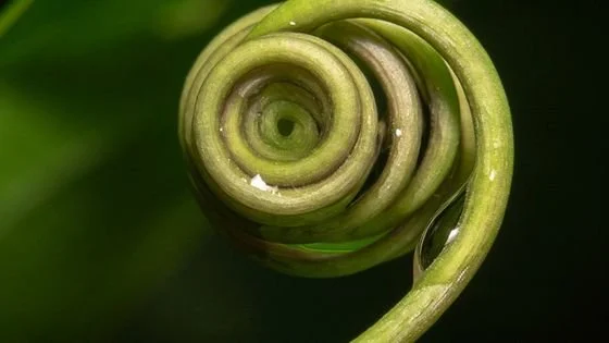 a spiraled vine indicating learned patterns.