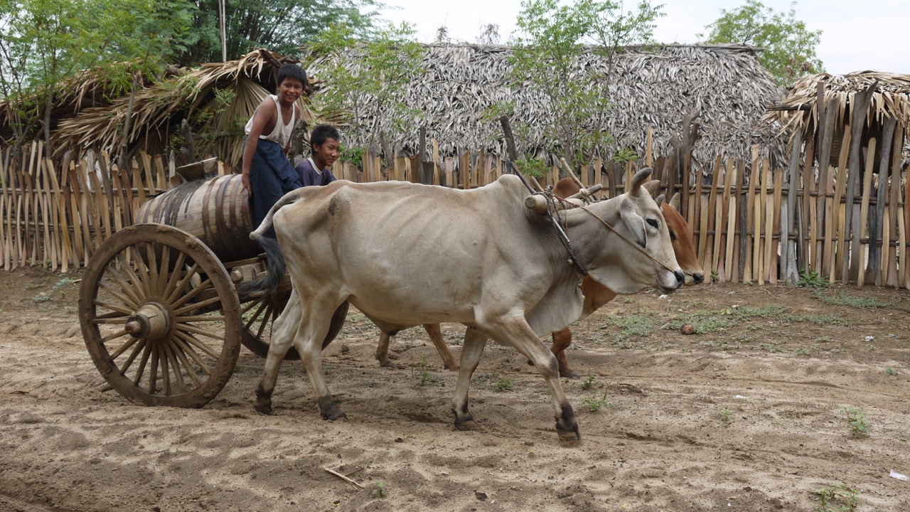 boy father cart.jpg