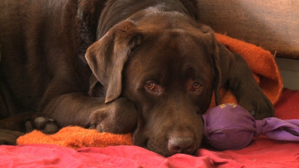 Award-winning filmmaker Gillian Leahy (My Life Without Steve, Our Park) features in her latest documentary alongside her chocolate Labrador, Baxter. In 'Baxter and Me', Leahy asks questions about a dog’s role in humanity and the relationship between owner and pet. BAXTER AND ME will be released in cinemas across Australia via Demand Film: https://au.demand.film/baxter-and-me/