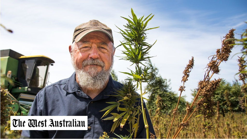 The State’s hemp farmers are harvesting their biggest haul yet — and for the first time seeds will be commercially processed in WA instead of being sent east. Hemp Processors WA — established by local businessmen Steve Thomas and Peter Munachen — is about to finish harvesting its 15ha crop at Margaret River, while almost another 480ha, mostly in the South West, will be harvested by about 30 other licensed growers this month. At the same time, providing a major shot in the arm for the industry, Hemp Processors WA has imported the State’s first large scale, commercial processing machinery that can sort and de-hull seeds, making them suitable for a wide range of food.