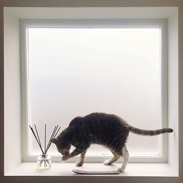 Nelly loves our Sea Salt Reed Diffuser! 😻 #catsofinstagram #cats  #stayhome #staysafe #homedecor #homeblogger #candles #vegan #beautifulhomes #localbusiness #handmade #soycandles #outdoors #indoors #home #makeyourhouseahome