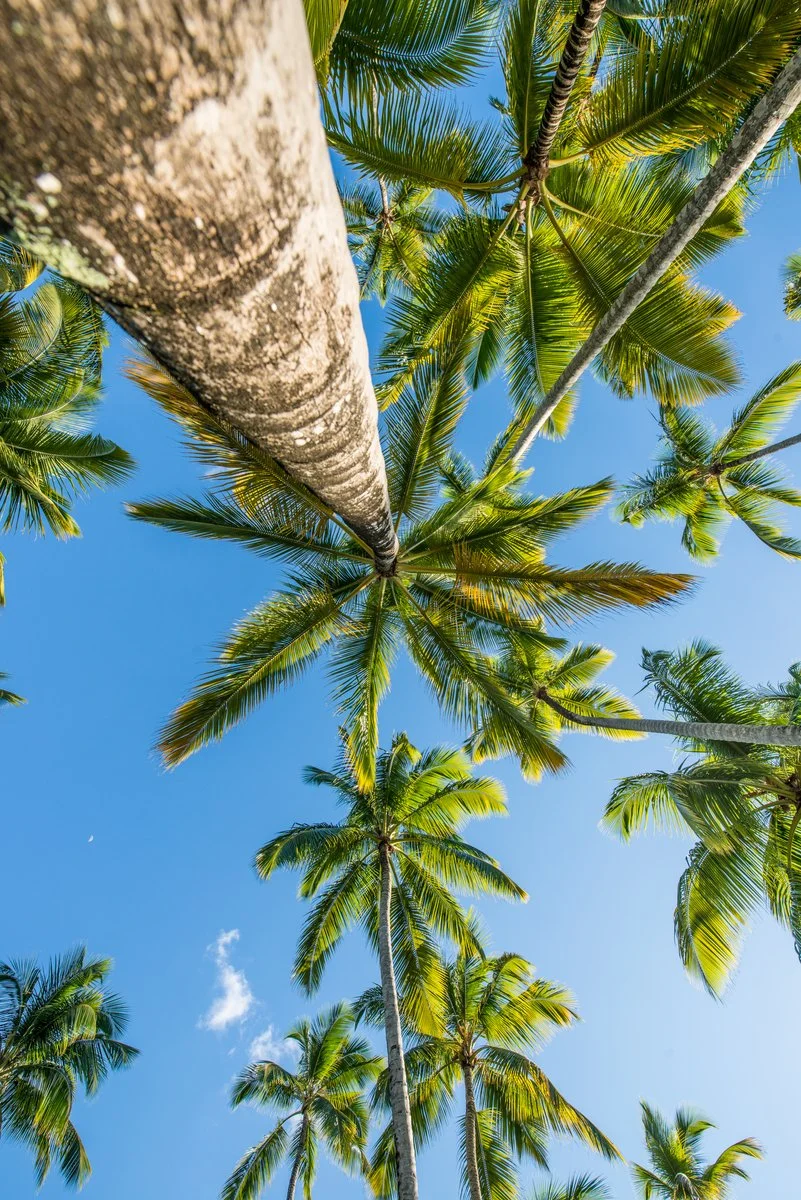 Beneath the Palms