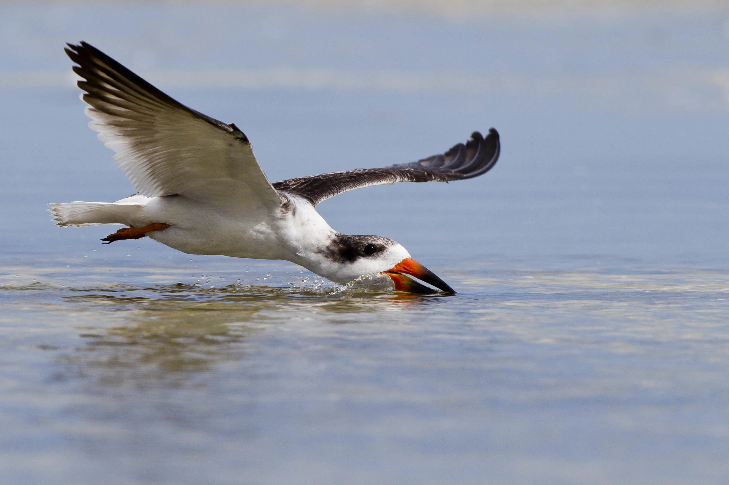 Black Skimmer feeding.jpg