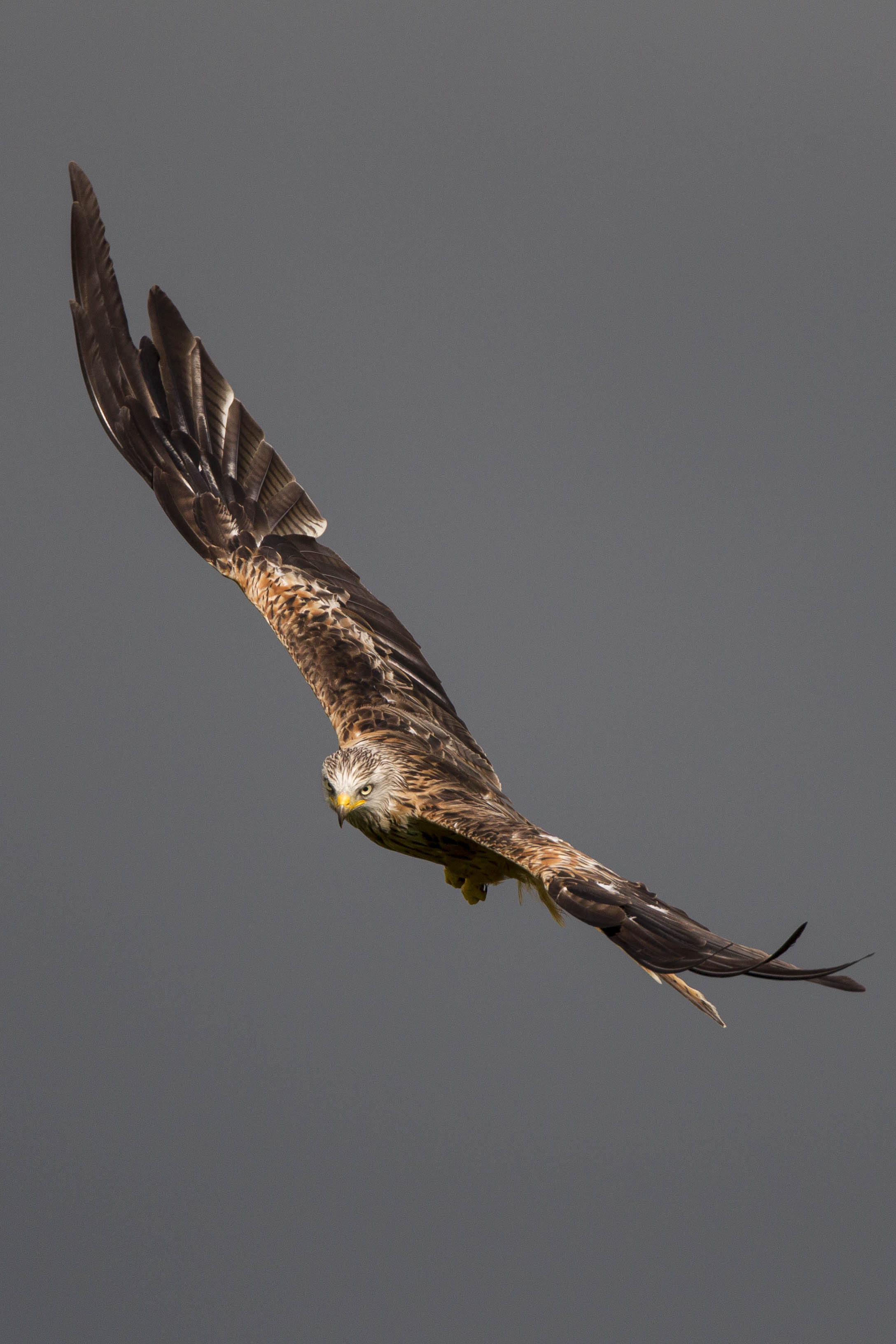 Red Kite Hunting.jpg