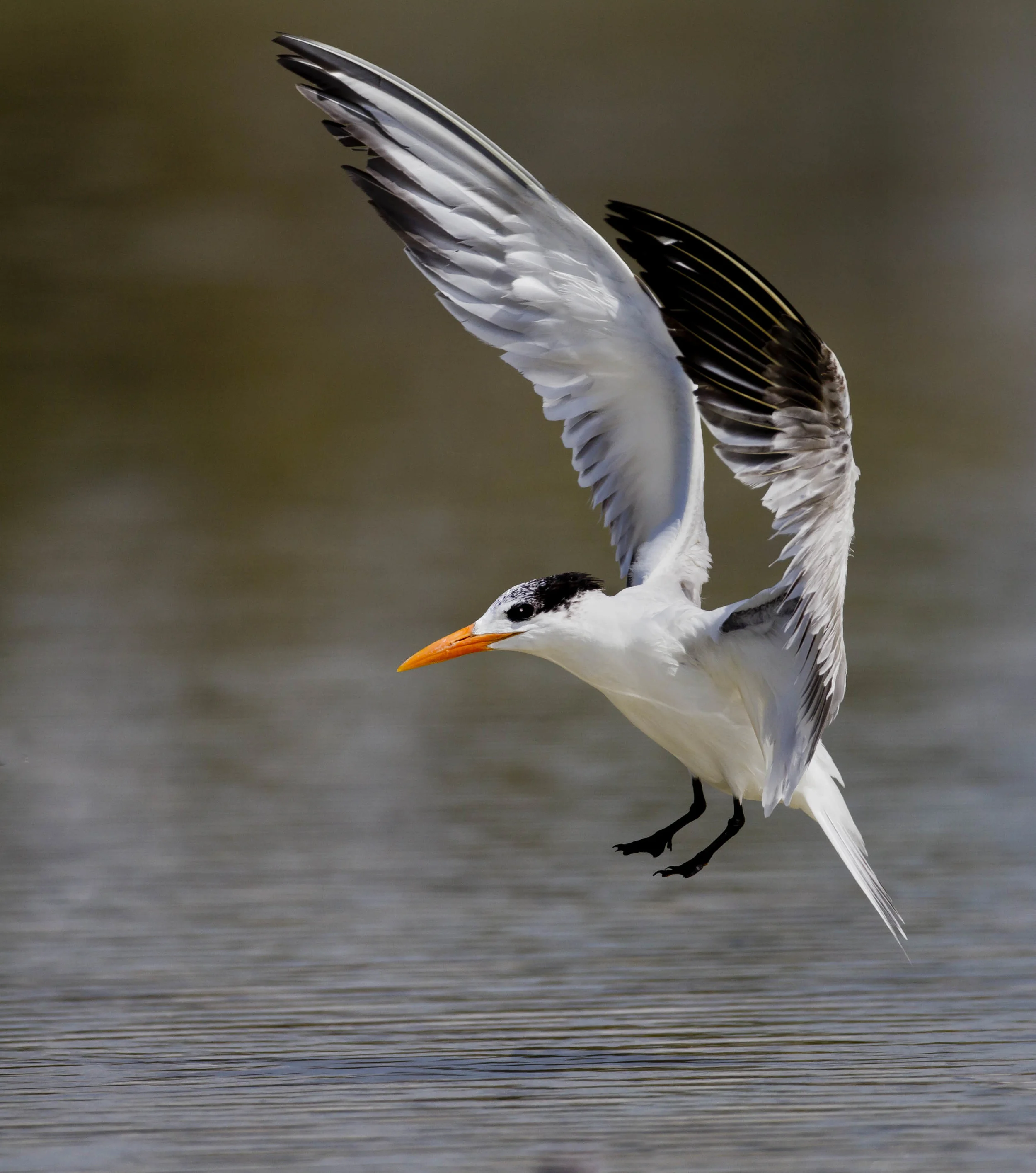 Royal Tern landing.jpg