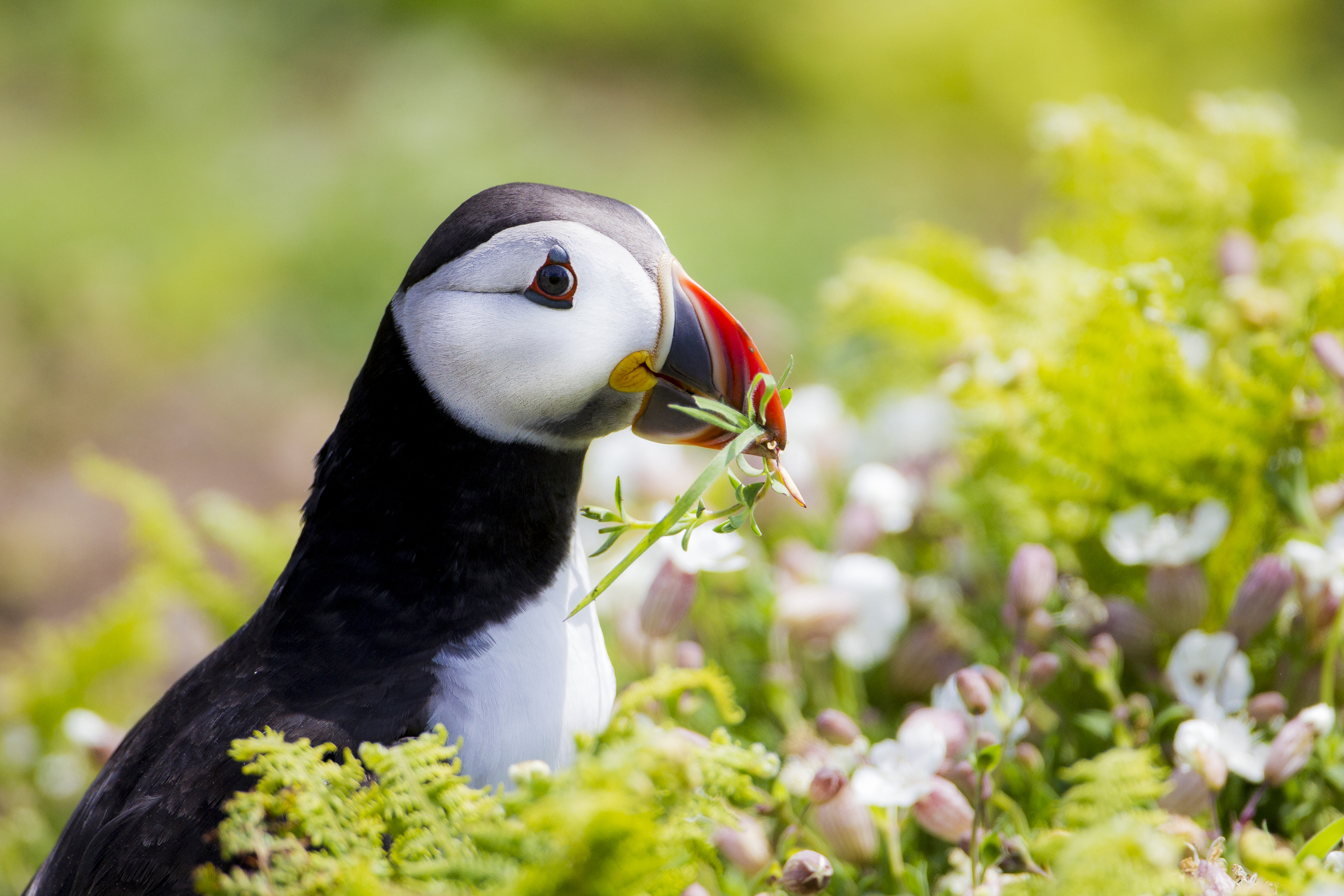 Puffin Nest Building