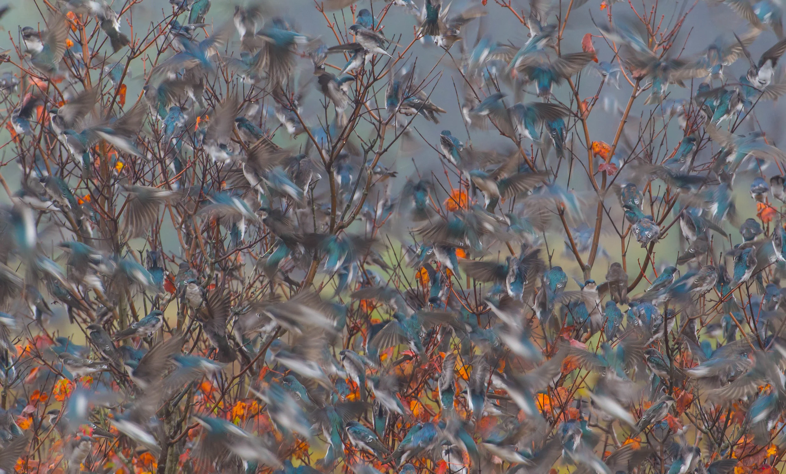 Autumn Tree Swallow Migration.jpg