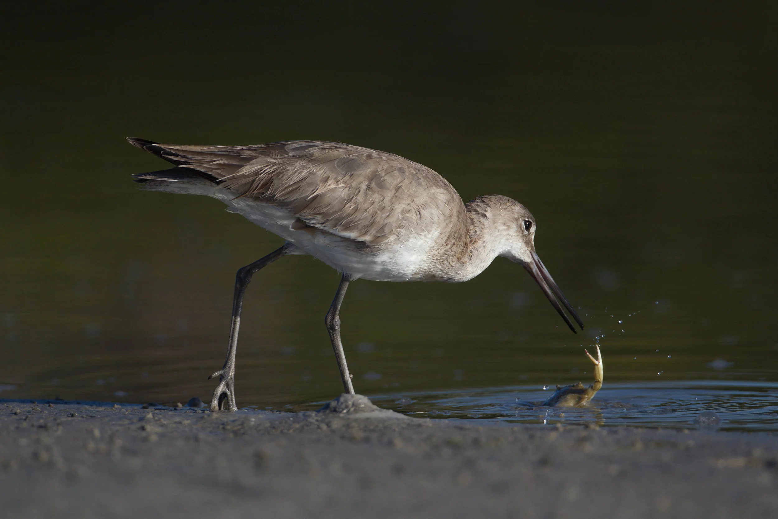 Florida-2626-Edit.jpg