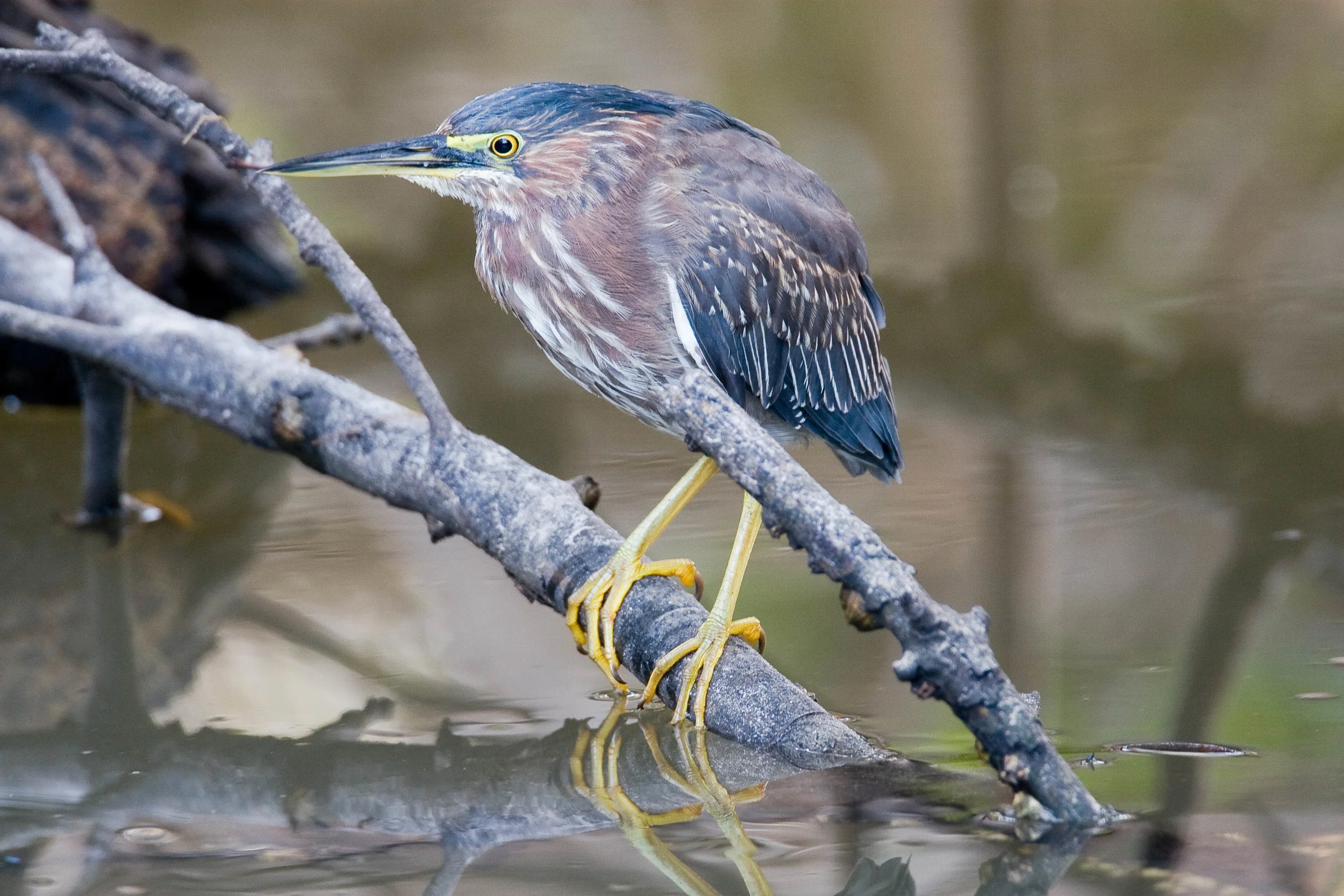 Green Heron Butorides Virescens.jpg